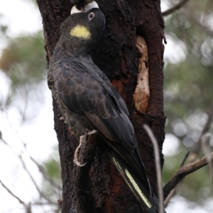 Zanda funerea at Fyshwick, ACT - 27 Mar 2020 04:45 PM