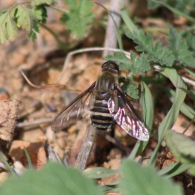Villa sp. (genus) (Unidentified Villa bee fly) at Deakin, ACT - 29 Mar 2020 by LisaH