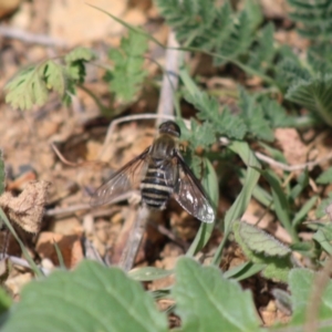 Villa sp. (genus) at Deakin, ACT - 29 Mar 2020