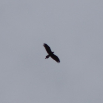 Aquila audax (Wedge-tailed Eagle) at Deakin, ACT - 29 Mar 2020 by LisaH
