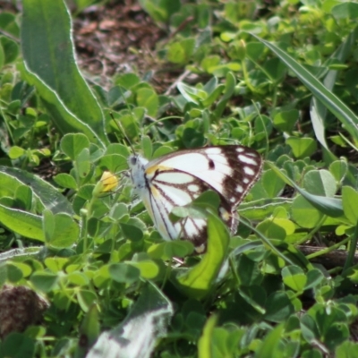 Belenois java (Caper White) at Hughes, ACT - 29 Mar 2020 by LisaH