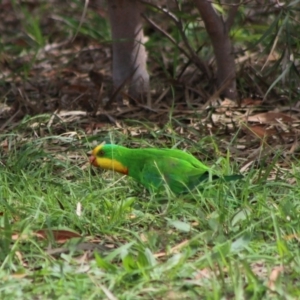 Polytelis swainsonii at Deakin, ACT - suppressed