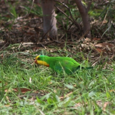Polytelis swainsonii (Superb Parrot) at Hughes Grassy Woodland - 29 Mar 2020 by LisaH