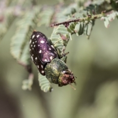 Diphucrania leucosticta (White-flecked acacia jewel beetle) at Dunlop, ACT - 13 Feb 2020 by AlisonMilton