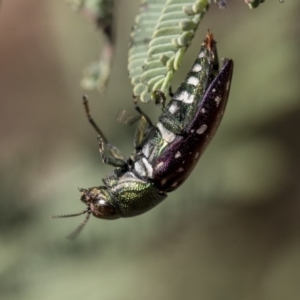 Diphucrania leucosticta at Dunlop, ACT - 14 Feb 2020