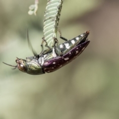 Diphucrania leucosticta at Dunlop, ACT - 14 Feb 2020