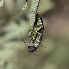 Diphucrania leucosticta at Dunlop, ACT - 14 Feb 2020