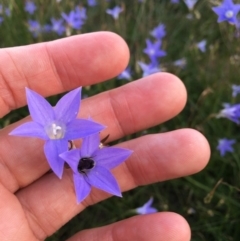 Wahlenbergia sp. (Bluebell) at Throsby, ACT - 29 Mar 2020 by W