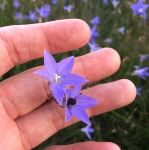 Wahlenbergia sp. at Throsby, ACT - 29 Mar 2020