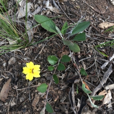 Goodenia hederacea (Ivy Goodenia) at Mulligans Flat - 29 Mar 2020 by W