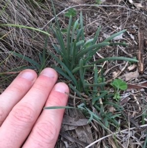 Lomandra filiformis at Amaroo, ACT - 29 Mar 2020