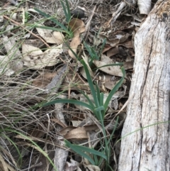 Lomandra filiformis at Amaroo, ACT - 29 Mar 2020