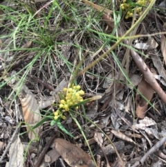 Lomandra filiformis at Amaroo, ACT - 29 Mar 2020