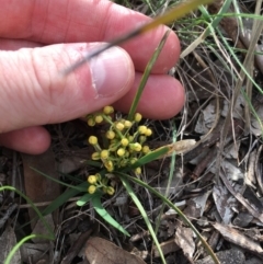 Lomandra filiformis at Amaroo, ACT - 29 Mar 2020