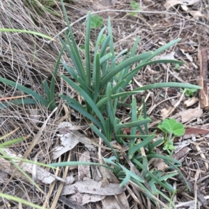 Lomandra filiformis at Amaroo, ACT - 29 Mar 2020