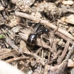 Monomorium / Chelaner (genus group) at The Pinnacle - 14 Feb 2020 by AlisonMilton