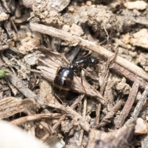 Monomorium / Chelaner (genus group) at The Pinnacle - 14 Feb 2020