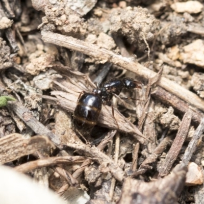 Monomorium / Chelaner (genus group) at The Pinnacle - 14 Feb 2020 by AlisonMilton