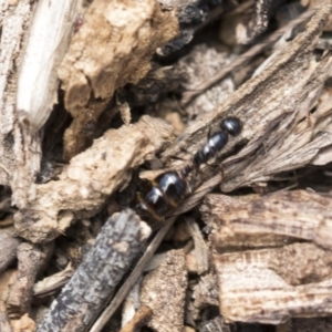 Monomorium / Chelaner (genus group) at The Pinnacle - 14 Feb 2020