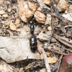 Monomorium / Chelaner (genus group) at The Pinnacle - 14 Feb 2020