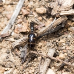 Monomorium / Chelaner (genus group) at The Pinnacle - 14 Feb 2020