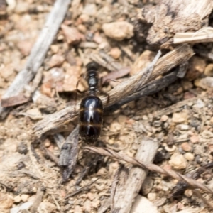 Monomorium / Chelaner (genus group) at The Pinnacle - 14 Feb 2020