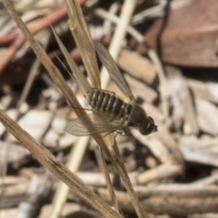 Comptosia sp. (genus) (Unidentified Comptosia bee fly) at Dunlop, ACT - 14 Feb 2020 by AlisonMilton