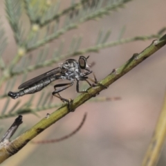 Cerdistus sp. (genus) (Yellow Slender Robber Fly) at Dunlop, ACT - 14 Feb 2020 by AlisonMilton