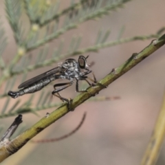 Cerdistus sp. (genus) (Yellow Slender Robber Fly) at The Pinnacle - 14 Feb 2020 by AlisonMilton