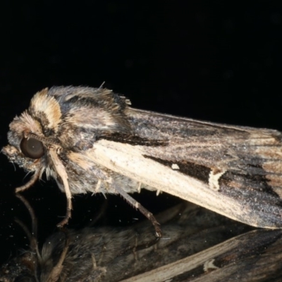 Proteuxoa tortisigna (Streaked Rictonis Moth) at Ainslie, ACT - 25 Mar 2020 by jbromilow50