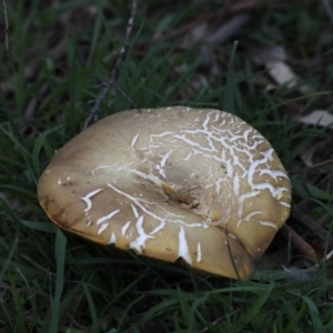 Phylloporus sp. at Majura, ACT - 25 Mar 2020