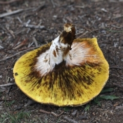 Phylloporus sp. at Majura, ACT - 25 Mar 2020