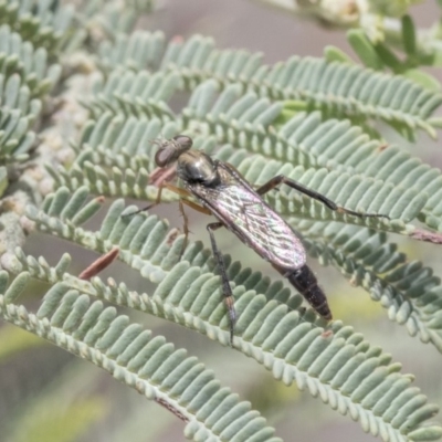 Therevidae (family) (Unidentified stiletto fly) at The Pinnacle - 14 Feb 2020 by AlisonMilton