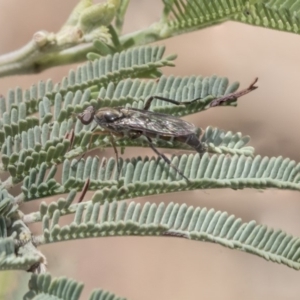 Therevidae (family) at Dunlop, ACT - 14 Feb 2020