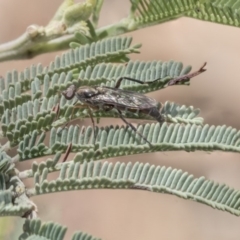 Therevidae (family) at Dunlop, ACT - 14 Feb 2020