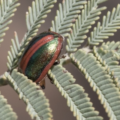 Calomela curtisi (Acacia leaf beetle) at The Pinnacle - 14 Feb 2020 by AlisonMilton