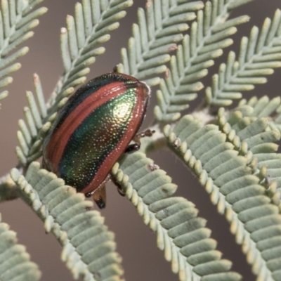 Calomela curtisi (Acacia leaf beetle) at Dunlop, ACT - 14 Feb 2020 by AlisonMilton