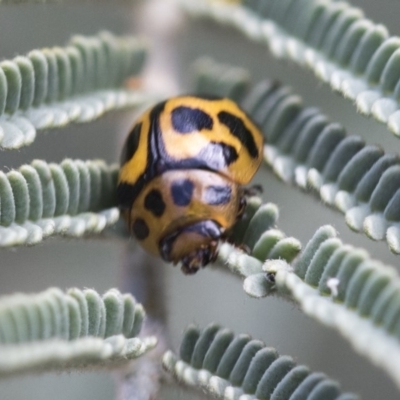 Peltoschema oceanica (Oceanica leaf beetle) at Dunlop, ACT - 14 Feb 2020 by AlisonMilton