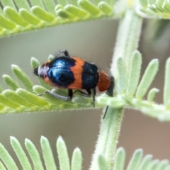 Dicranolaius bellulus (Red and Blue Pollen Beetle) at The Pinnacle - 14 Feb 2020 by AlisonMilton