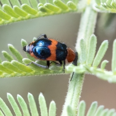 Dicranolaius bellulus (Red and Blue Pollen Beetle) at The Pinnacle - 14 Feb 2020 by AlisonMilton