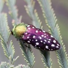 Diphucrania leucosticta (White-flecked acacia jewel beetle) at Dunlop, ACT - 14 Feb 2020 by AlisonMilton