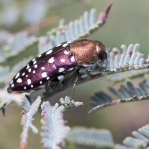 Diphucrania leucosticta at Dunlop, ACT - 14 Feb 2020