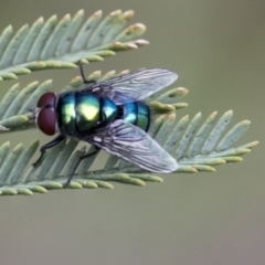 Chrysomya sp. (genus) (A green/blue blowfly) at Dunlop, ACT - 14 Feb 2020 by AlisonMilton