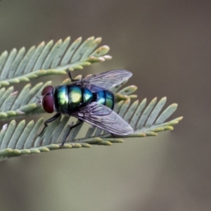 Chrysomya sp. (genus) at Dunlop, ACT - 14 Feb 2020 01:21 PM