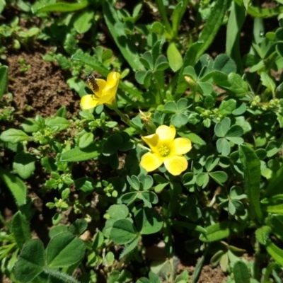 Oxalis sp. (Wood Sorrel) at Wambrook, NSW - 12 Mar 2020 by Mike