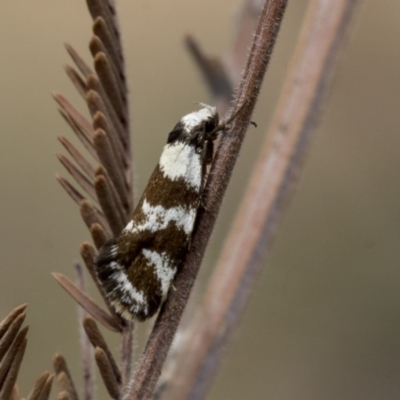 Isomoralla eriscota (A concealer moth) at The Pinnacle - 14 Feb 2020 by AlisonMilton