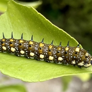 Papilio anactus at O'Connor, ACT - 28 Mar 2020