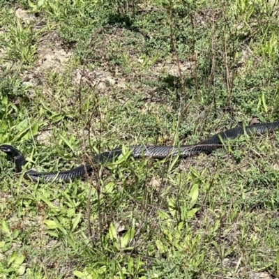 Pseudechis porphyriacus (Red-bellied Black Snake) at West Stromlo - 21 Mar 2020 by AndrewCB