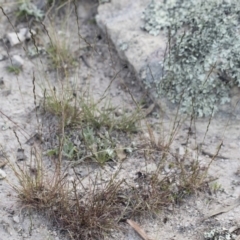 Tripogonella loliiformis (Five Minute Grass, Rye Beetle-Grass) at Illilanga & Baroona - 29 Mar 2020 by Illilanga