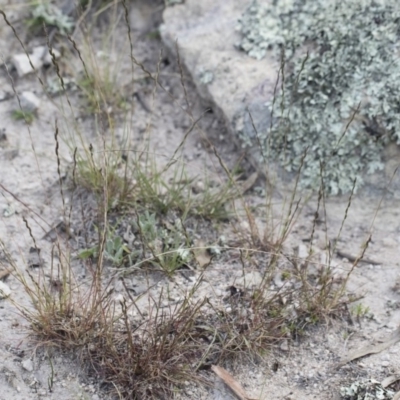 Tripogonella loliiformis (Five Minute Grass, Rye Beetle-Grass) at Illilanga & Baroona - 29 Mar 2020 by Illilanga